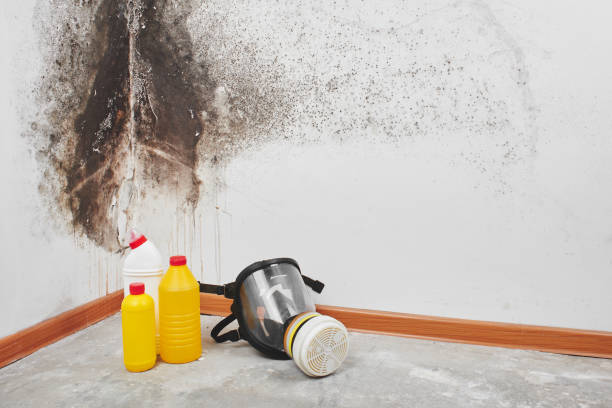 Best Mold Removal Near Me  in Petersburg, IL