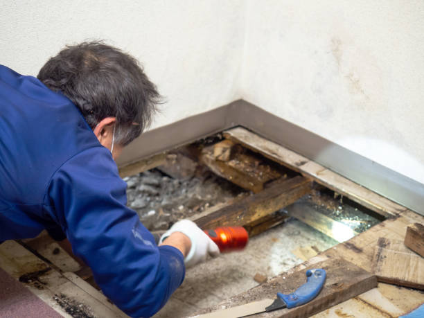 Best Mold Cleaning Services  in Petersburg, IL