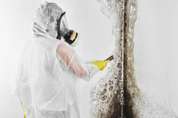 Best Mold Testing  in Petersburg, IL