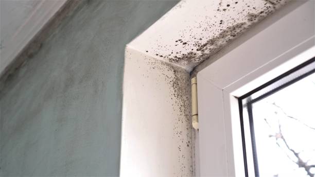 Reliable Petersburg, IL Mold Removal Solutions