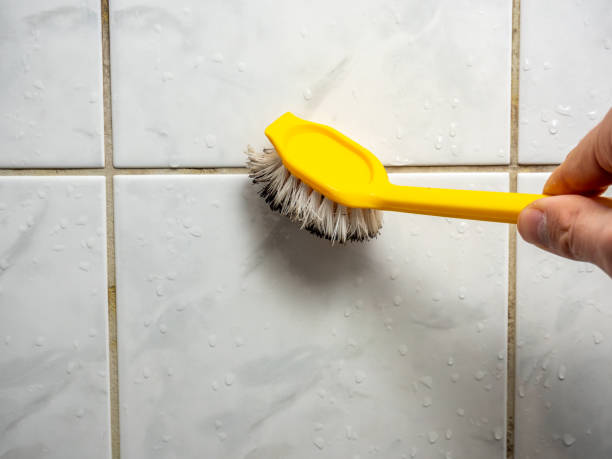 Attic Mold Removal in Petersburg, IL