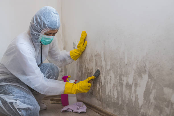 Best Mold Removal Company Near Me  in Petersburg, IL