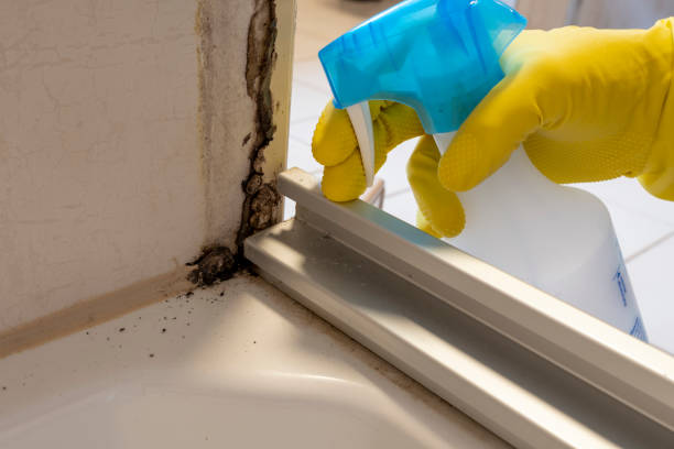 Best Crawl Space Mold Removal  in Petersburg, IL