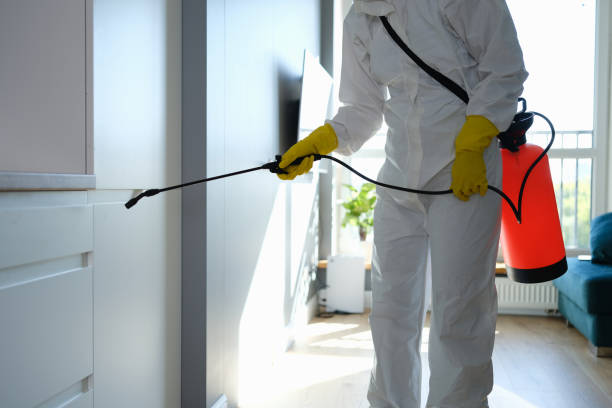 Best Mold Damage Repair  in Petersburg, IL