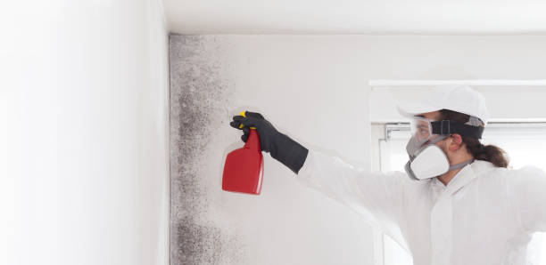 Best Mold Testing  in Petersburg, IL
