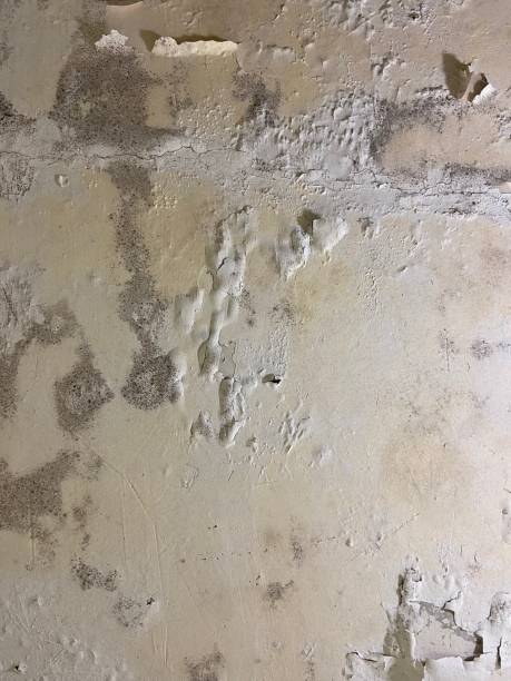 Best Mold Cleaning Services  in Petersburg, IL