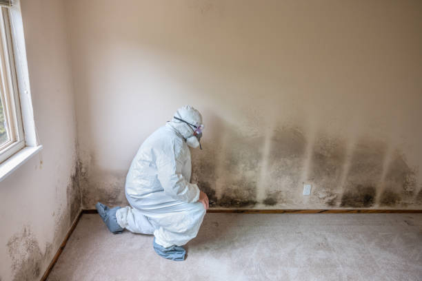 Best Best Mold Removal Companies  in Petersburg, IL