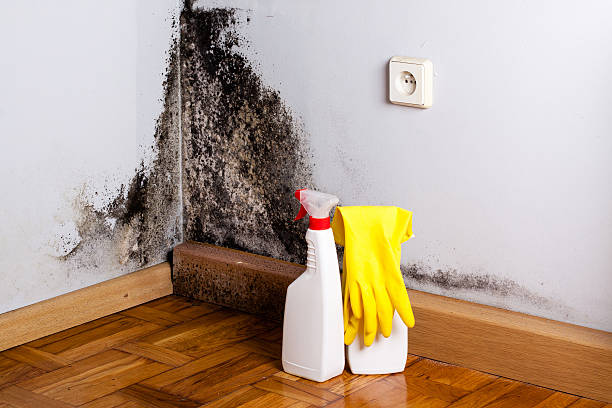 Best Black Mold Removal  in Petersburg, IL