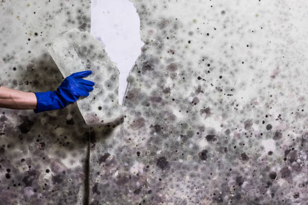Home Mold Removal in Petersburg, IL