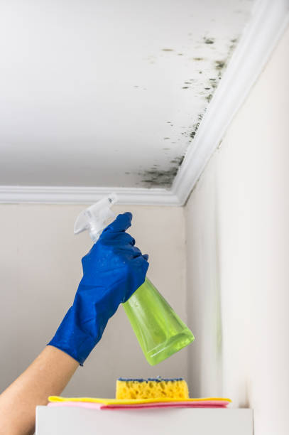 Best Local Mold Removal Service  in Petersburg, IL