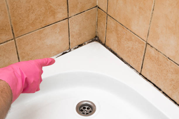 Best Commercial Mold Removal  in Petersburg, IL