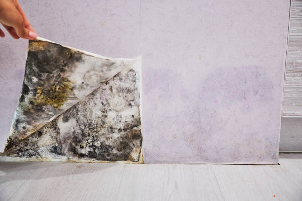 Best Residential Mold Removal  in Petersburg, IL